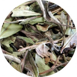 TH&Eacute; BLANC visuel feuilles s&eacute;lection maison